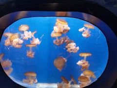 -烟台海昌鲸鲨海洋公园