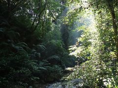 -莫里热带雨林景区
