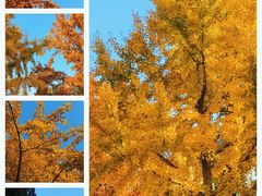 -泰州凤城河风景区-泰山公园