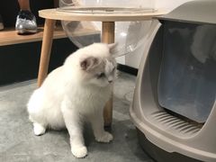 -瞄一喵猫咖(格力海岸店)