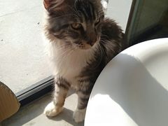 -瞄一喵猫咖(格力海岸店)