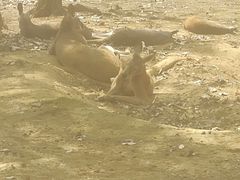 -合肥野生动物园