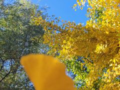 -长白岛森林公园