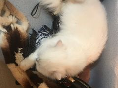 -松果猫咖(桐乡吾悦金街店)