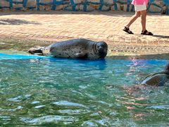-北戴河圣蓝海洋公园