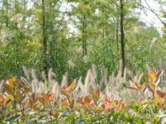 -昆山城市生态森林公园