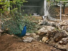 -丽泽山庄·生态怀柔菜·虹鳟鱼(红螺寺店)