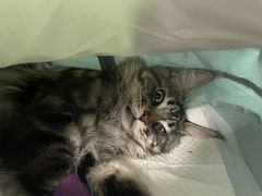 -纳吉亚猫专科动物诊疗中心(蒋宅口分院)