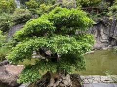 -南山植物园