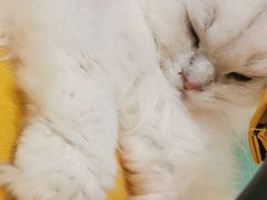 -猫在这儿猫咪咖啡馆·撸猫馆