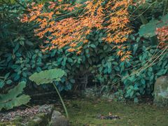 -南山植物园