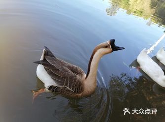 植物园的北园在建设中，没有对外开放，只能去南园