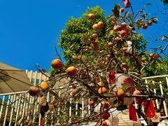 -三圣花乡旅游区