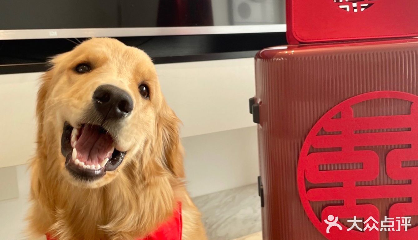 2020最后一天写给汪星人