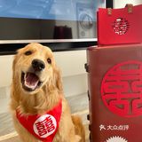 2020最后一天写给汪星人