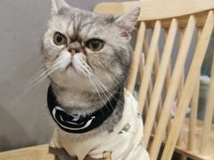 -楼上猫咖(罗湖店)