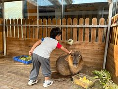 -廊坊固安福朋喜来登酒店