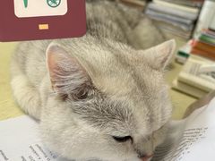 -艾吉宠物医院·疑难杂症转诊中心·猫友好(碧江路院)