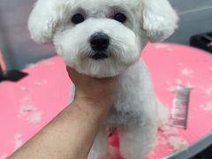 -宠福鑫康馨动物医院·骨科·眼科