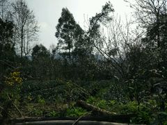 -樱桃山旅游景区