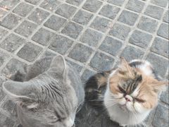 -猫岛主趣味餐厅(鼓浪屿店)