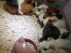 -保定市花鸟鱼虫市场