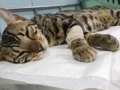 -中农大我爱我爱24h动物医院·中医针灸·猫专科·骨科医疗中心(双井店)