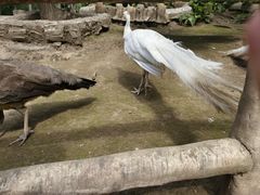 -哈尔滨北方森林动物园