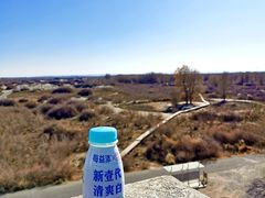-金塔沙漠胡杨林景区