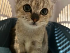 -御宝贝·A梦猫科宠物医院(国际猫友好医院)