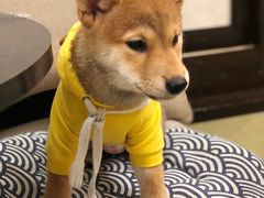 -逗柴咖啡屋·狗咖猫咖宠物桌游