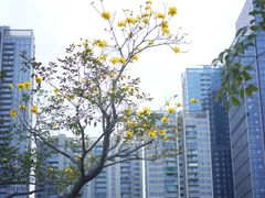 -香蜜公园