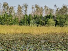 -溱湖国家湿地公园