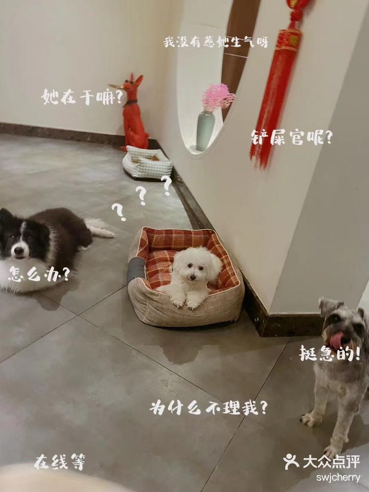 一家不一样的狗狗别墅寄养吼开心