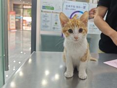 -瑞派名望志远动物医院·猫科·內科·异宠专科(直港大道店)