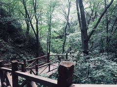 -大岭沟猕猴桃谷风景区