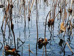 -西湖外事游船(湖滨二公园外事游船码头)