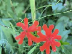 -鼎原力量东北吊炉烧烤(临河街店)