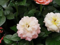 -秦美花卉(天朗·莱茵小城2期店)