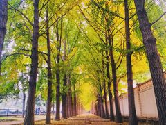 -三里屯东五街银杏大道