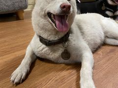 -柴犬高等学院·狗咖·柴犬售卖·宠物训练