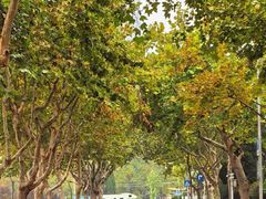 -青岛富力艾美酒店