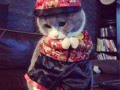 -Bastet sally猫舍购宠(静安店)