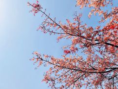 -上房园艺·梦花源
