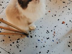 -喵喵咪呀布偶猫咖(春熙路店)