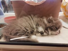 -babydoll猫舍·米努特·德文·缅因(久光中心店)