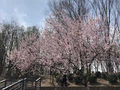 -大兴滨河森林公园