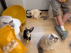 -有喵·猫咖·狗咖·30几只猫10只小狗(岗厦店)