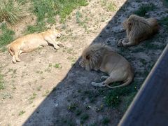 -新疆天山野生动物园