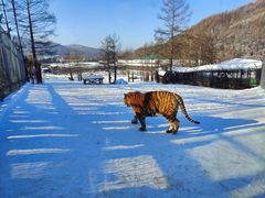 -横道河子东北虎林园